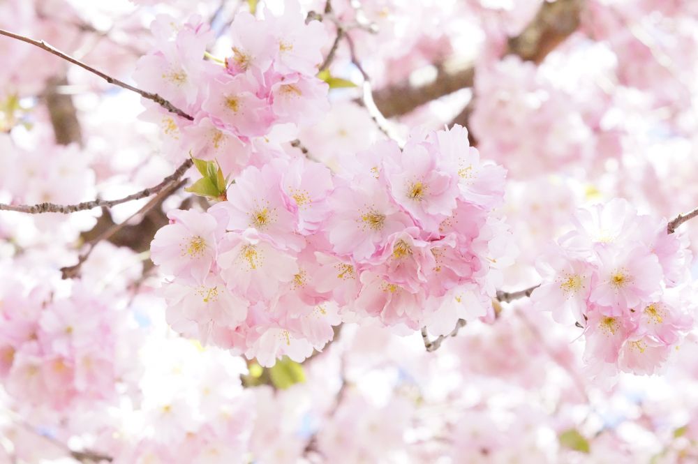 Summer Camp in Japan - blooming flowers