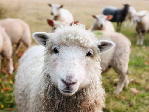 Homestay Programs Ireland