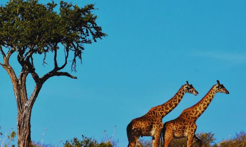 South Africa