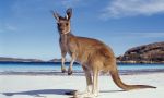 Inmersión cultural en casa de familia en Australia - kangurus en Australia