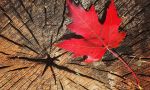 Private French lessons in Quebec - Maple leave
