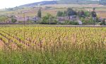 Student Exchange France - French Vineyards